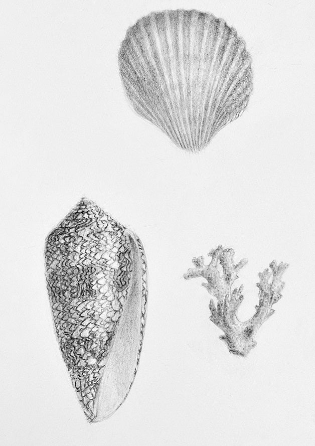 Natural History illustration high quality drawings prints shells coral feathers bone fungi interior design hotel art