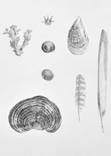 Load image into Gallery viewer, Natural History illustration high quality drawings prints shells coral feathers bone fungi interior design hotel art
