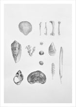 Load image into Gallery viewer, Natural History illustration high quality drawings prints shells coral feathers bone fungi interior design hotel art
