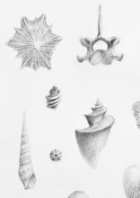 Load image into Gallery viewer, Natural History illustration high quality drawings prints shells coral feathers bone fungi interior design fine art luxury
