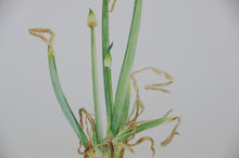 Load image into Gallery viewer, Botanical Art sprouting onion realism nature illustration watercolour high quality drawing print interior design fine art luxury kitchen art wall art print Natural History illustration elegant natural history study print beauty story illustration realism bathroom bedroom greetings cards kitchen wall art print series observational drawings beautiful dining room hotel art restaurant art bedroom sitting room art Sally Price Artist Boldstone Sculpture Boldstone
