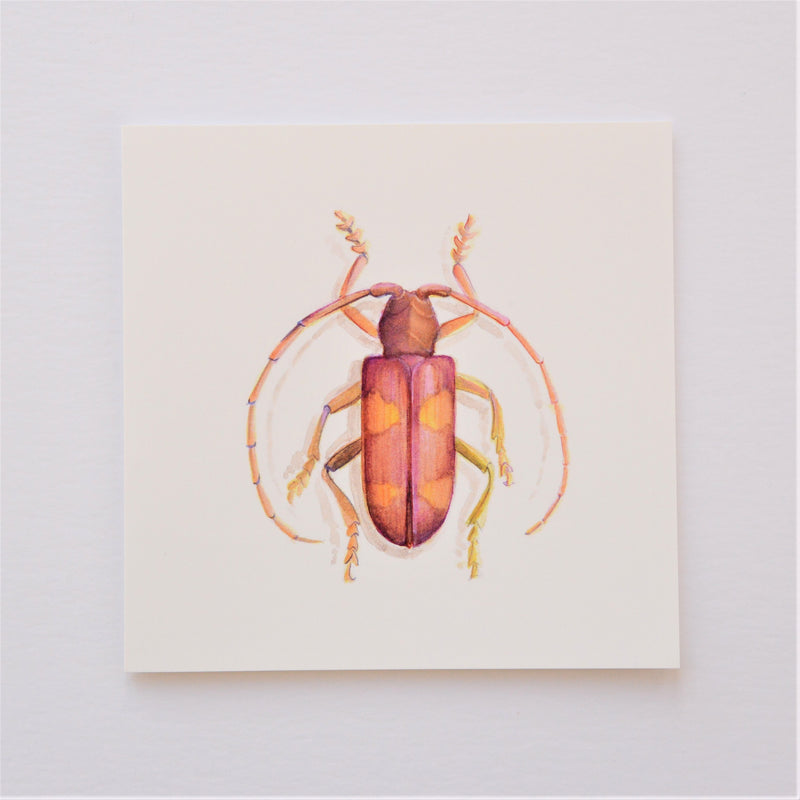 Beetle in Pink Greetings Card