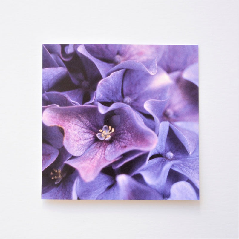 Hydrangea Purple Blue Greetings Card