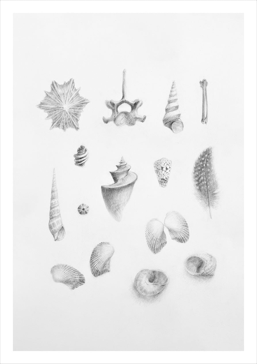 Natural History illustration high quality drawings prints shells coral feathers bone fungi interior design fine art luxury