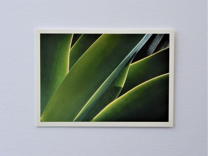 Agave Leaf Forms Zimbabwe Greetings Card