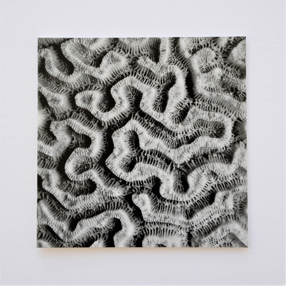 Brain Coral Maze Pattern Greetings Card