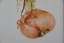 Load image into Gallery viewer, Botanical Art sprouting onion realism nature illustration watercolour high quality drawing print interior design fine art luxury kitchen art wall art print Natural History illustration elegant natural history study print beauty story illustration realism bathroom bedroom greetings cards kitchen wall art print series observational drawings beautiful dining room hotel art restaurant art bedroom sitting room art Sally Price Artist Boldstone Sculpture Boldstone
