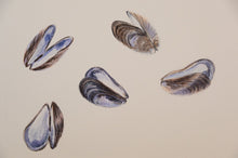 Load image into Gallery viewer, Mussel shell realism nature illustration watercolour high quality drawing print interior design fine art luxury kitchen wall art print series observational drawings beautiful elegant dining room bathroom hotel art restaurant art bedroom sitting room art
