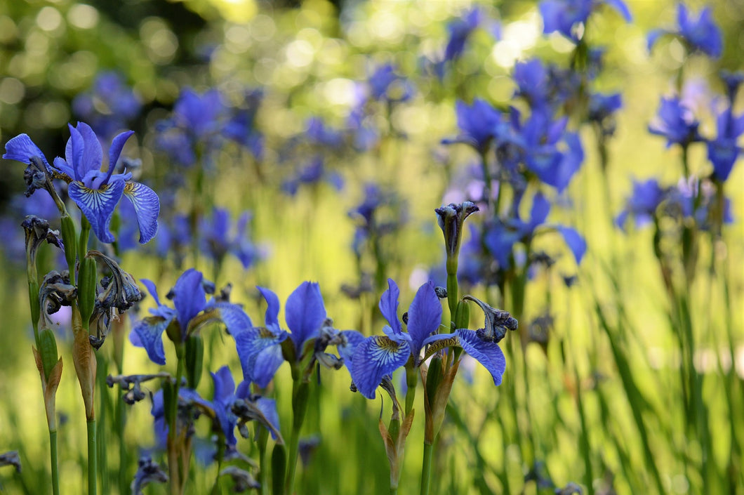 Original photographic print large dibond print interior design plant imagery blue iris flower
