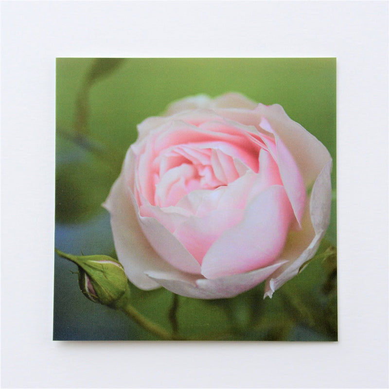 Early Summer Rose Greetings Card